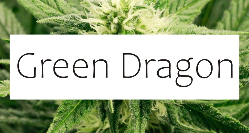 GREEN DRAGON WINDOW